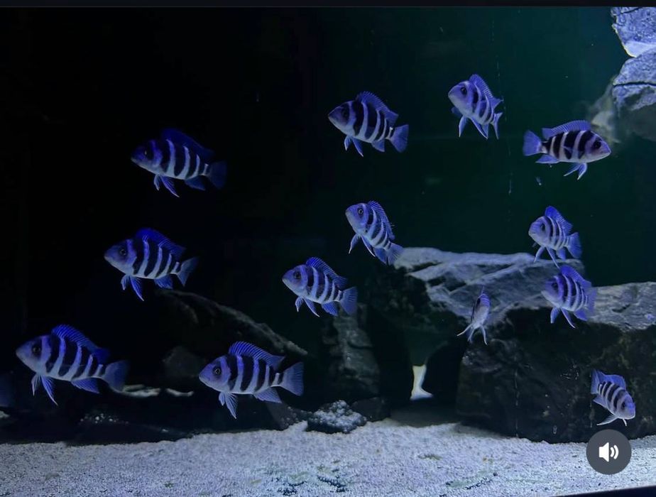 В продаже есть рыба   В асортементи