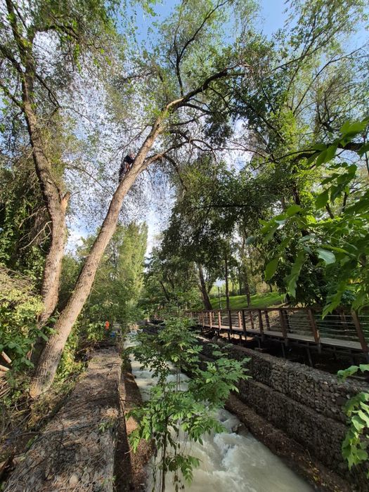 Спил деревье Ағаш кесу