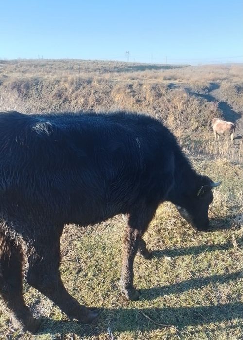 Продам тёлку 1год 6месяцев 340000