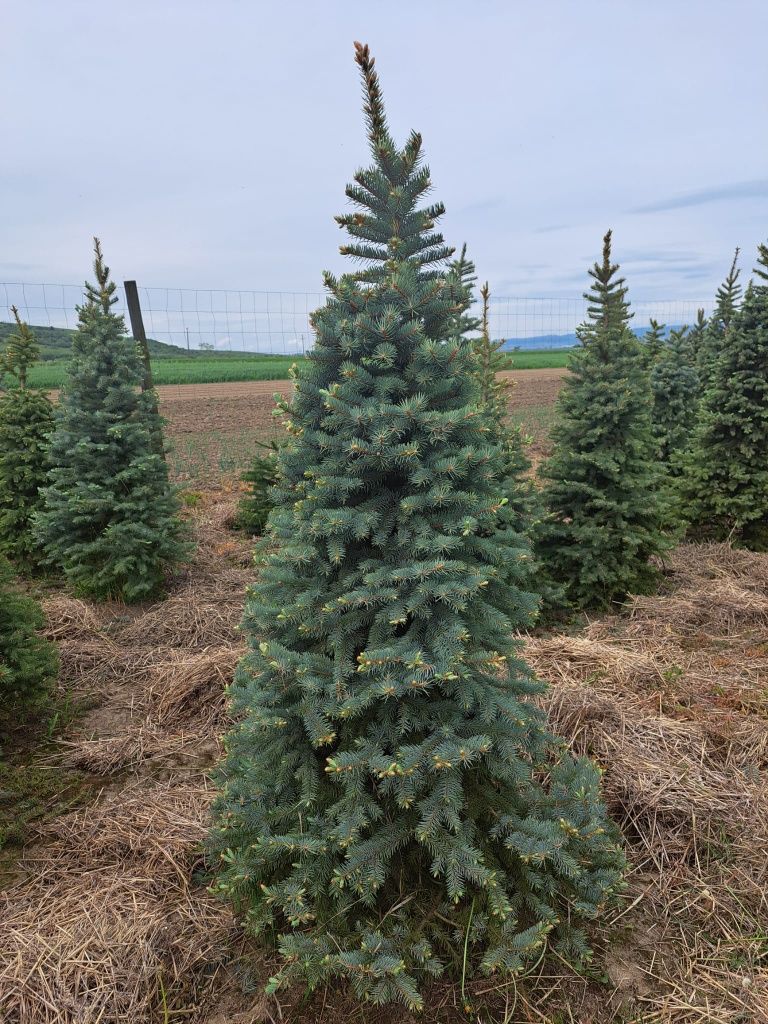 Vând plante ornamentale