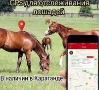 GSM трекер в Караганде GPS трекер отслеживания лошадей ТК 915