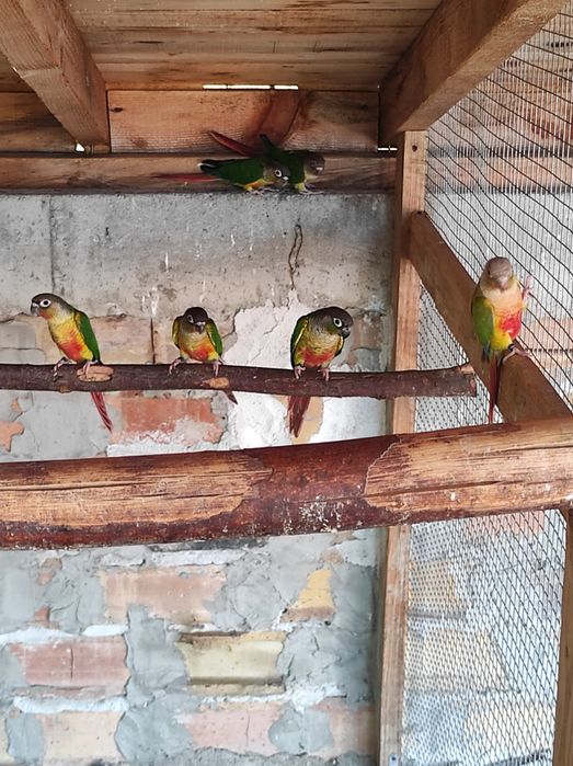 Продавам папагали пирура молина