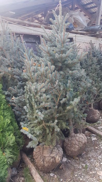 Plante ornamentale preturi de producator pepeniera propie