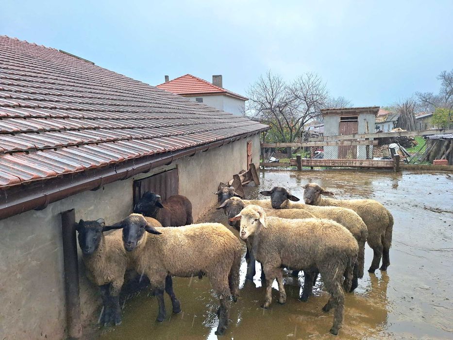 Селскостопански животни