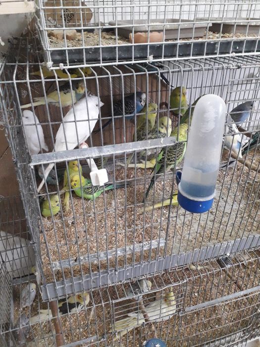 Perusi tote  culorile