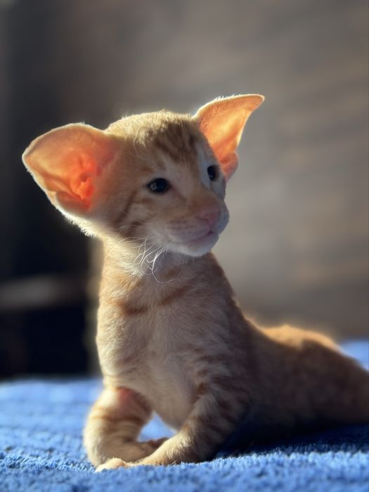 Ориентальная кот петерболд