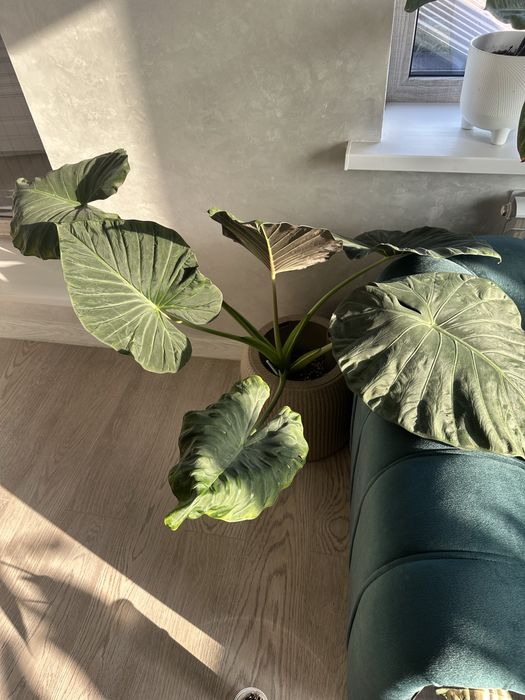 Алоказия Регал Шилдс.