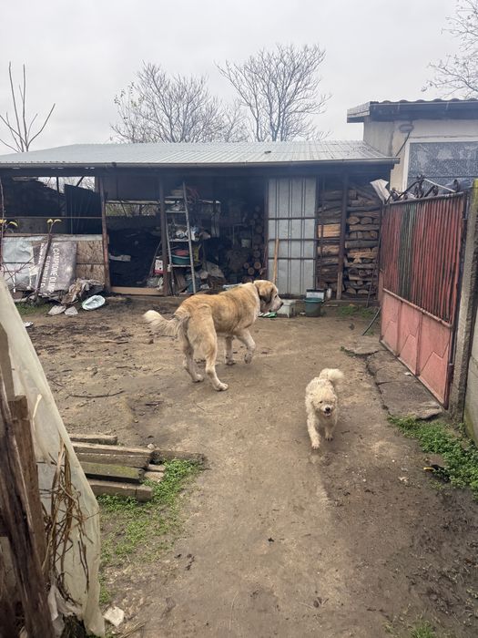 Ciobanesc de asia centrala