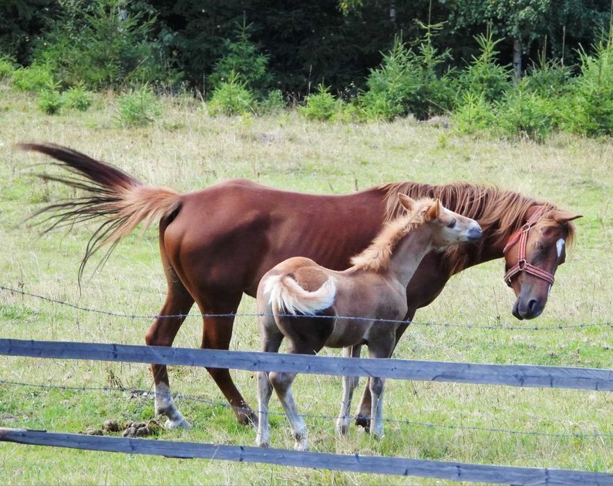 Vând iapă tânără cu mânz