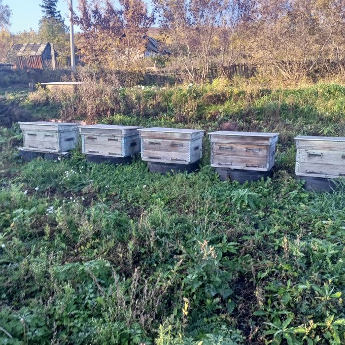 Продам  10 уликов улики 20 рамочные по 17,500 т есть 2 медогонки 4 рам