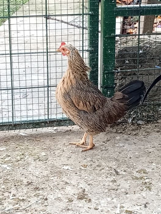 Vând găinușe pitice