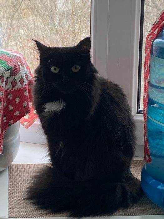 Кошка взрослая пять лет