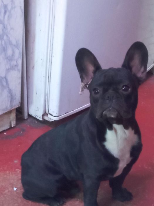 Ищет подруг для вязки