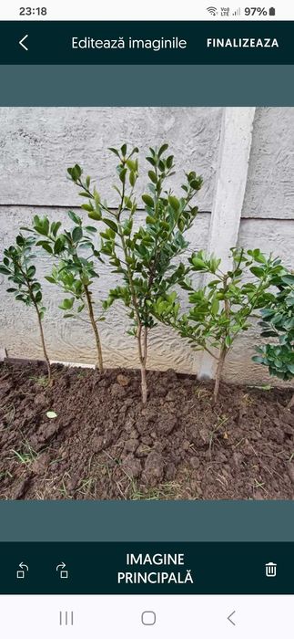 Planta Eonimus Japonicus,  vesnic verde