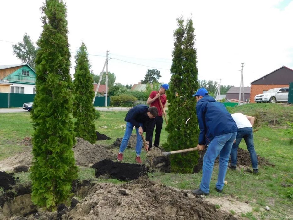 Услуги садовника, посадка деревьев