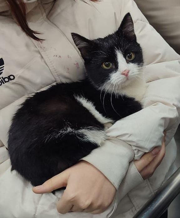 Отдаём в добрые руки котенка