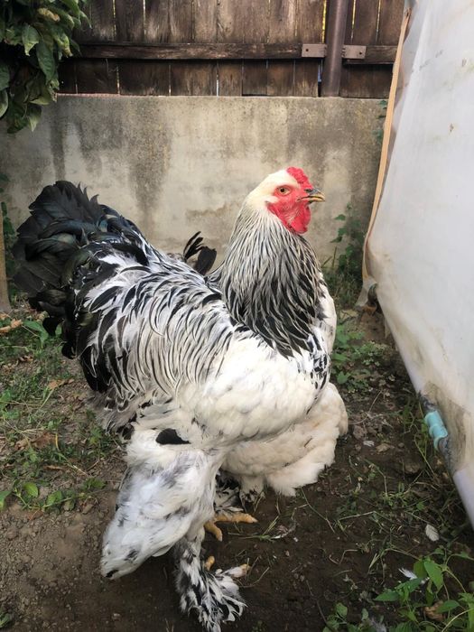 Pasari si pui brahma herminat deschis