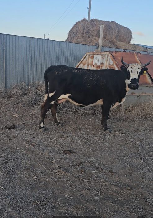 Сиыр сатылады жакс