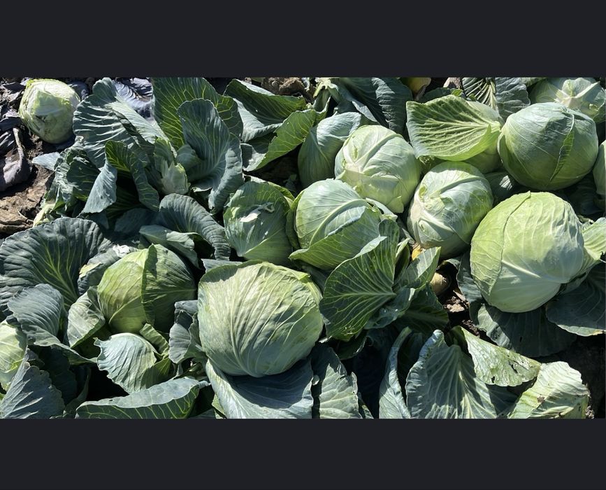 Varza KilaHerb..
