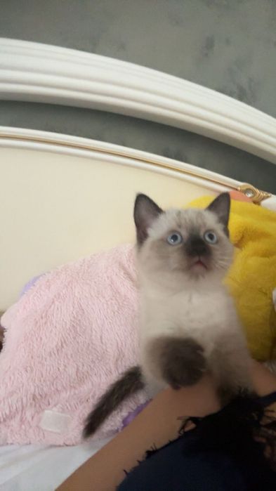 Pisica siameza caută stăpân