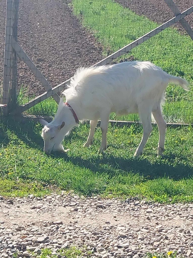 Țap din rasa saanen