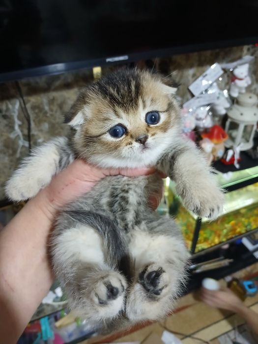 Котята скотиш фолд страйтт