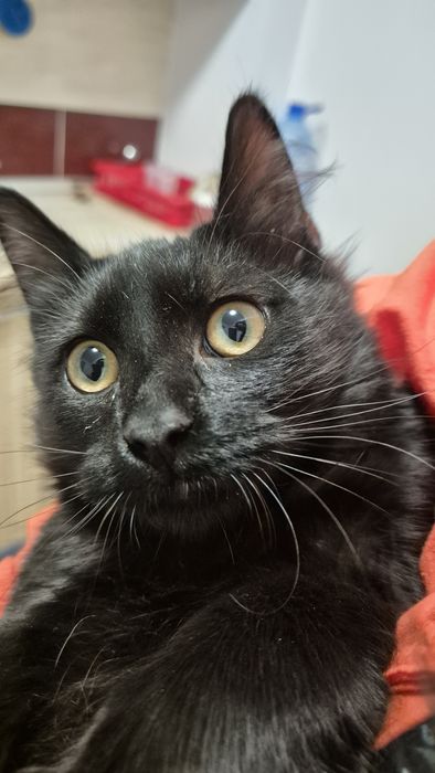 Pufarina motanel de adoptat