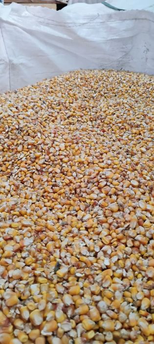 Vând porumb de anul acesta