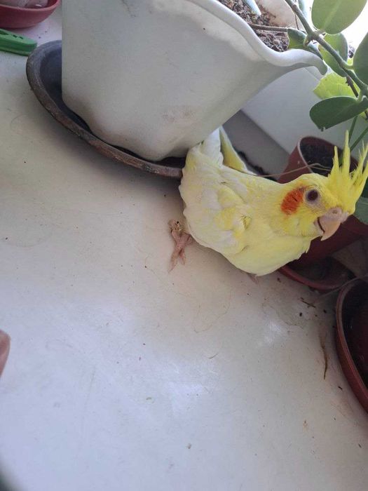 Продаются птенцы кореллы