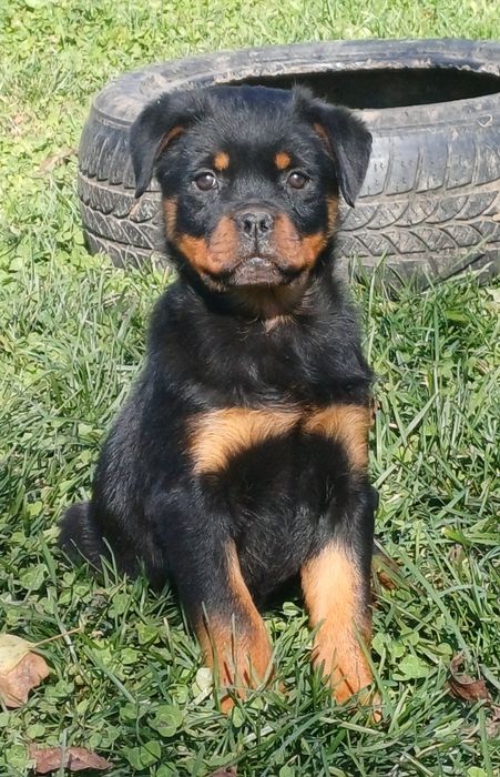 Catelus Rottweiler
