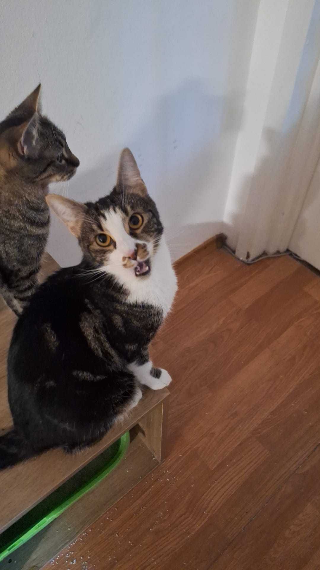 Cat sitter Timisoara ( bona pentru pisici)