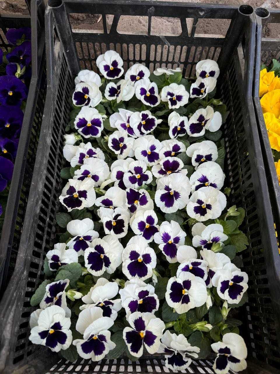 Viola / Виола в любом количестве