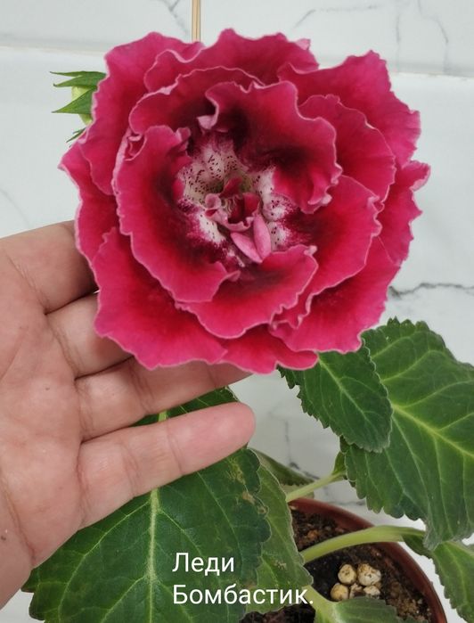 Цветущие глоксинии.