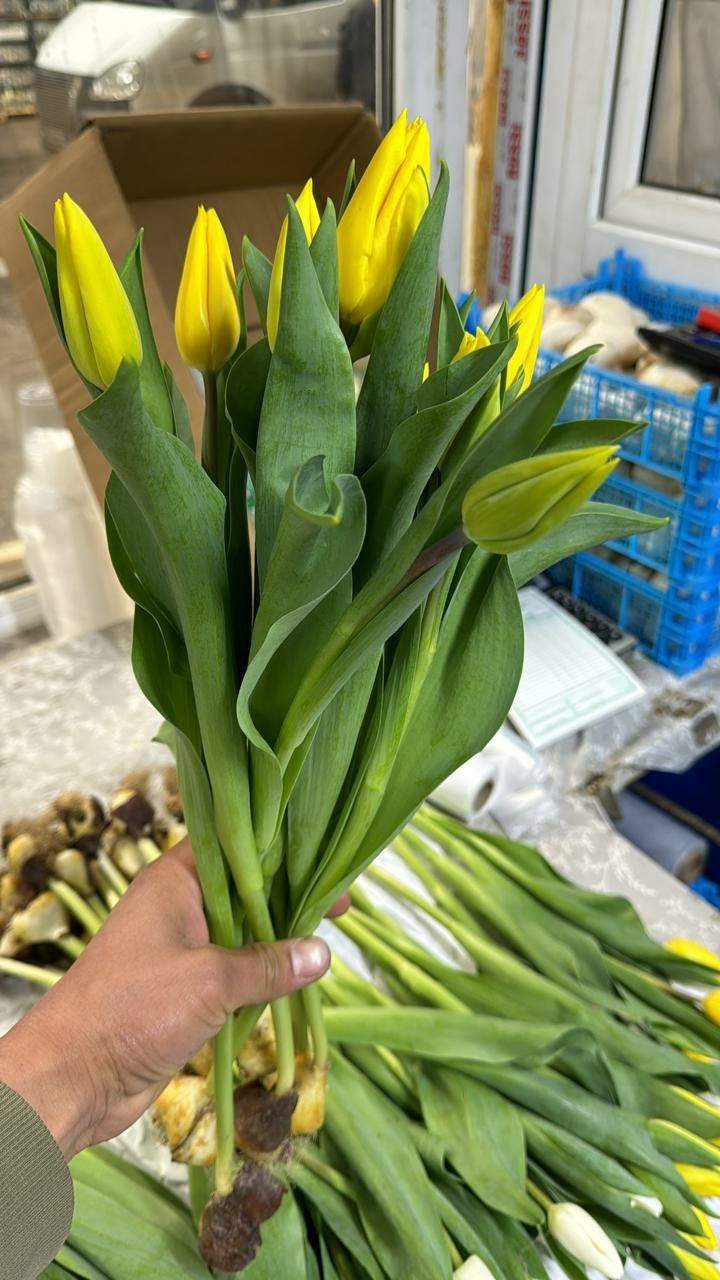 тюльпаны 1 шт 1000 розы 1000 за 1 шт доставка по г.Астана