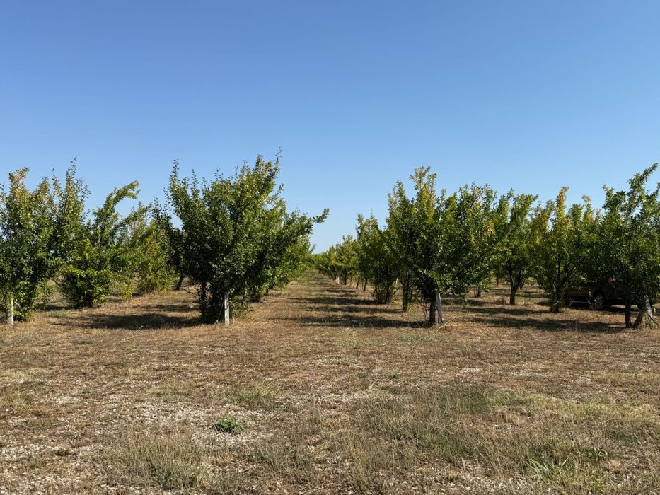 Продавам Овощна градина в с. Цалапица.