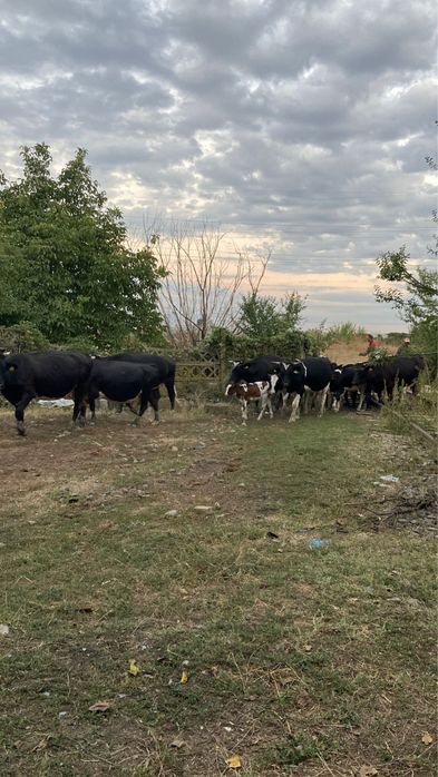 Vand 12 vaci inscrise in COP