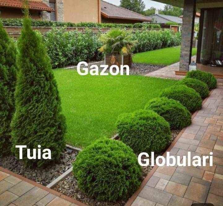 Tuia leylandi,tuia,gazon,piatra cubica,piatra decprativa.amenajari