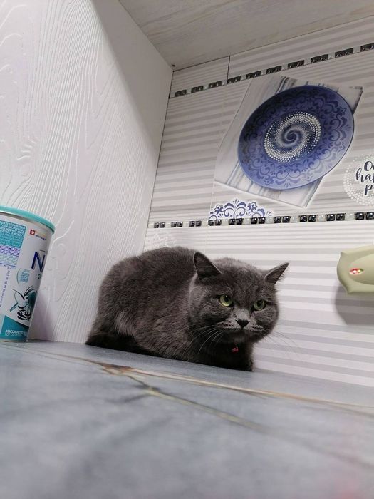 Она бола бешта боласи