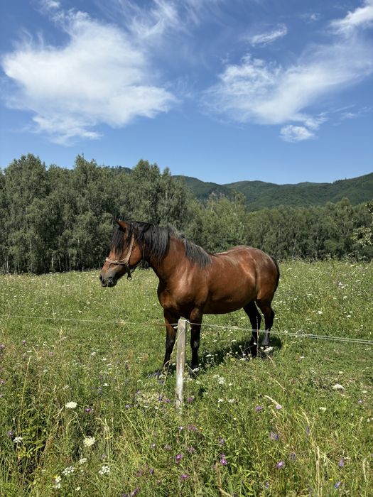 Vand iapa rasa necunoscuta