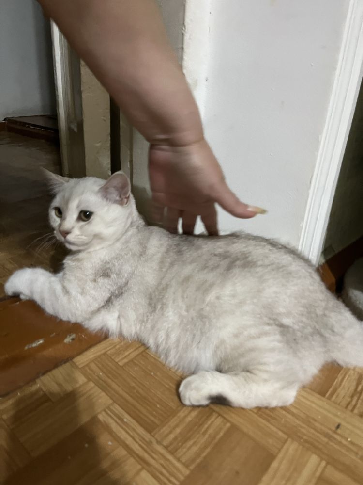 Шотланские котята