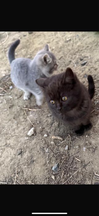 Отдам в добрые руки!