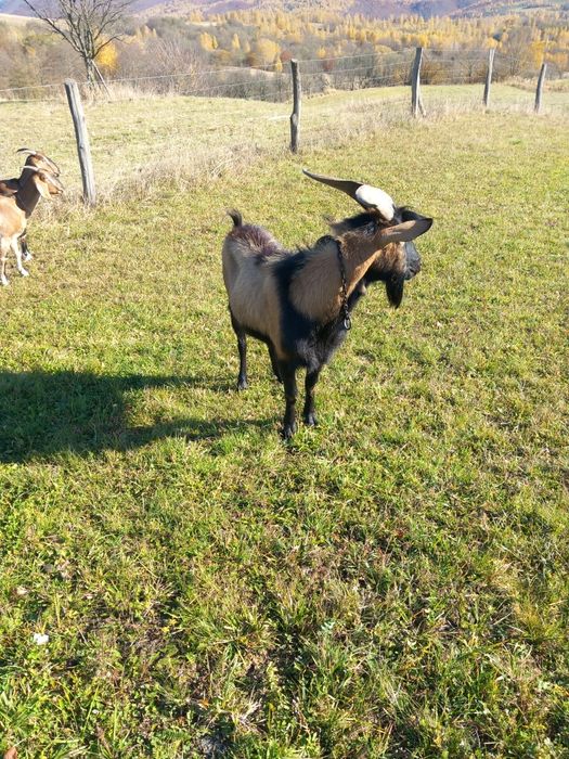 Vînd urgent  țap alpin  francez