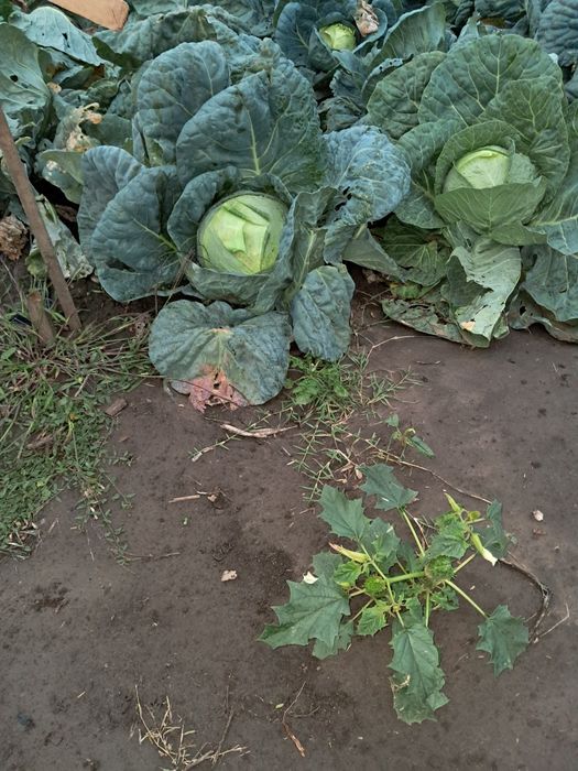 Varza de Buzău  de vânzare comuna Vișani județul Brăila 1 ,20