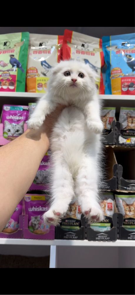 Продается котенок