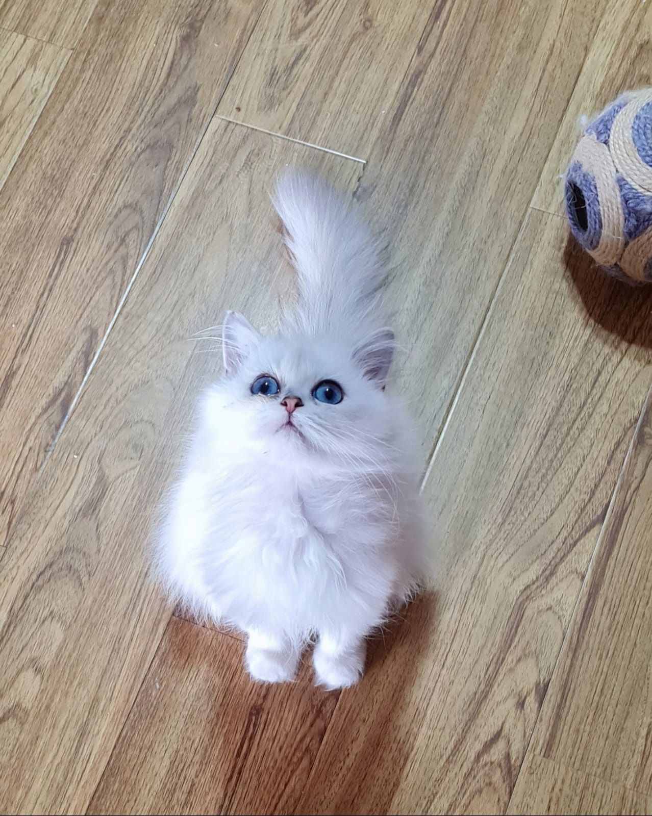 Fetiță british longhair albă cu ochi albaștri și pedigree