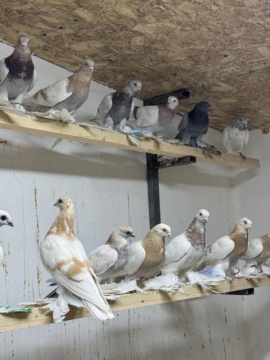 Продам голубей !