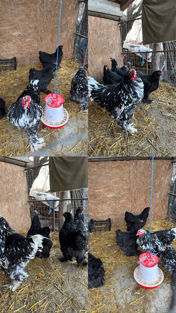 Disponibile oua de brahma