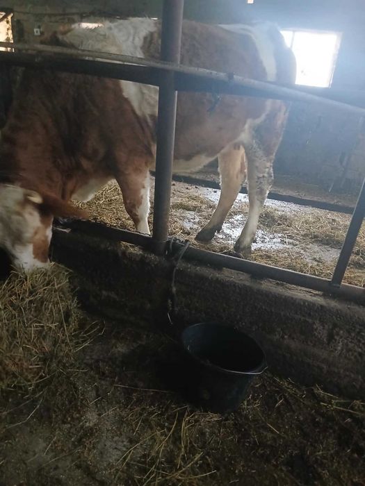 Vănd 2 juninci de afăta