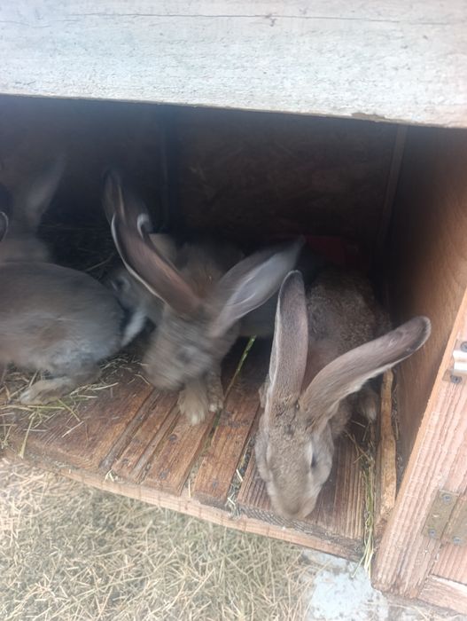 Vând iepuri uriaș german