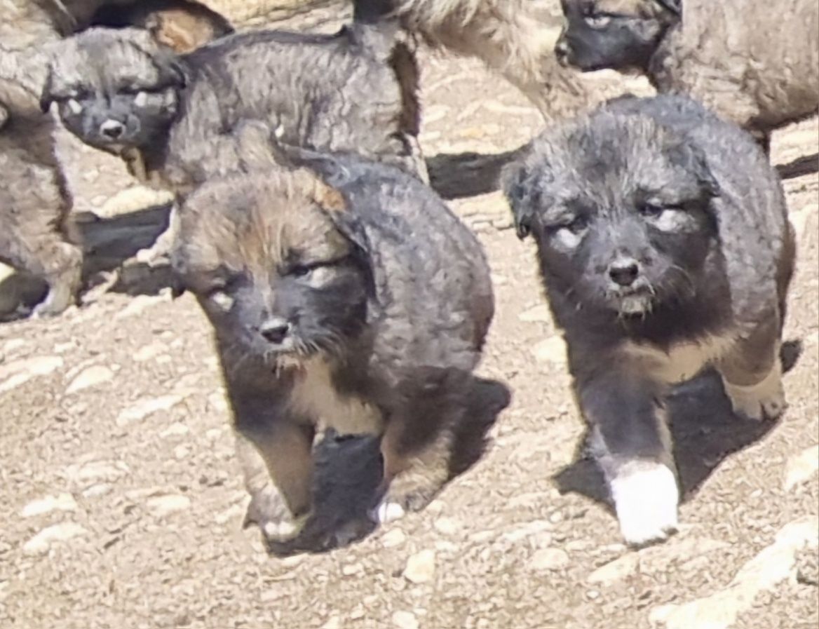 Vand căței.       .
